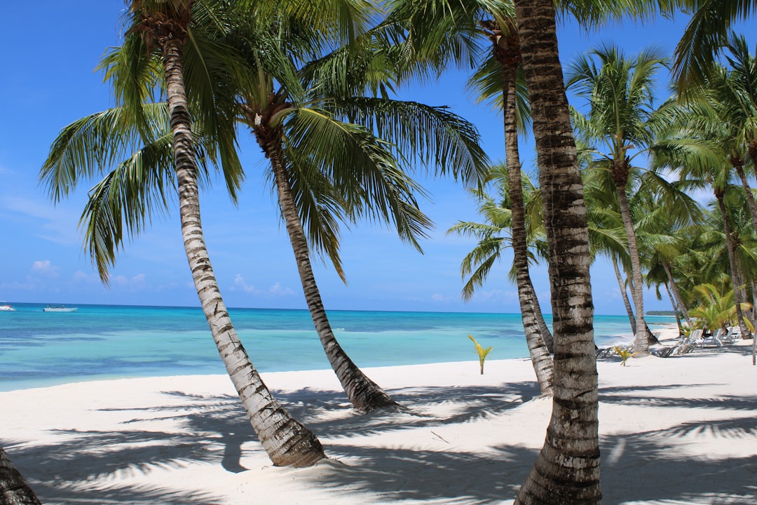 Plage de Punta Cana avec palmiers