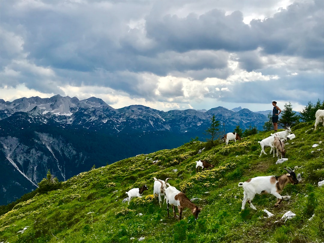 Randonneurs dans les Alpes juliennes en Slovénie