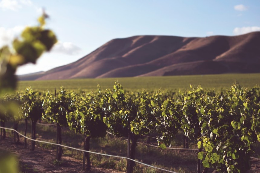 Vignobles sud-africains avec montagnes en arrière-plan