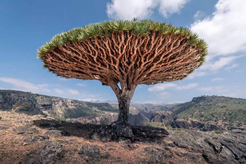 Arbres dragons sur l
