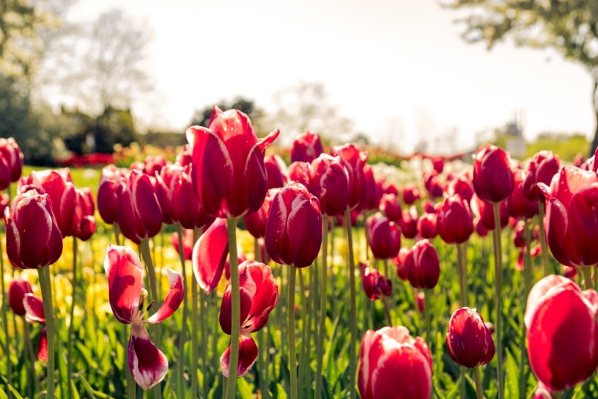 Champs de tulipes colorées aux Pays-Bas