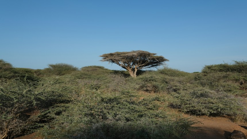 Vue panoramique de Djibouti