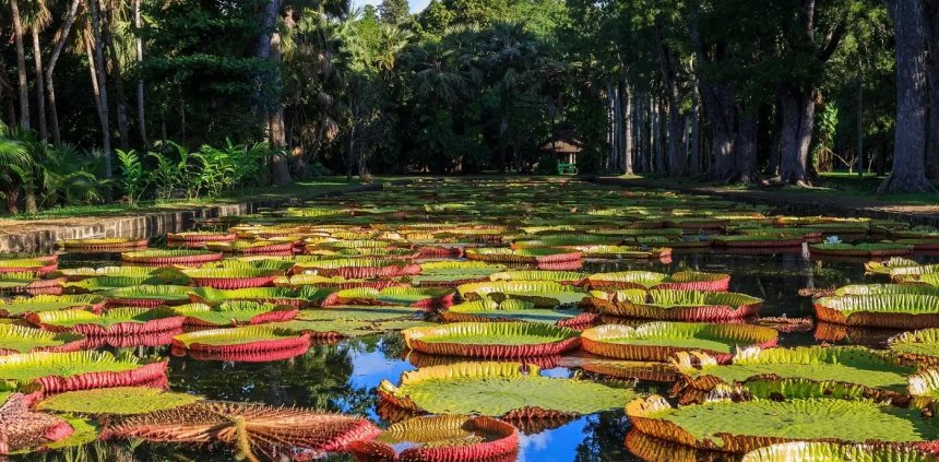 Paysage des jardins botaniques de Port Louis